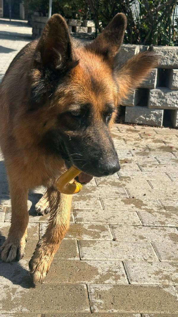 IBRA PASTORE TEDESCO Foto 8